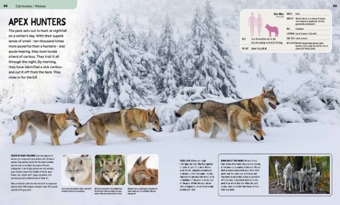 age of mammals landscape 4